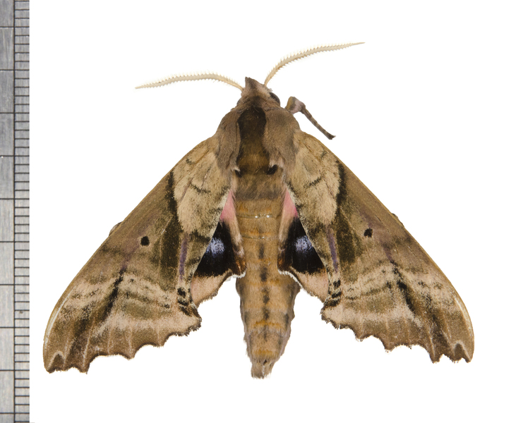 Sphingidae