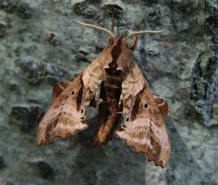 Sphingidae