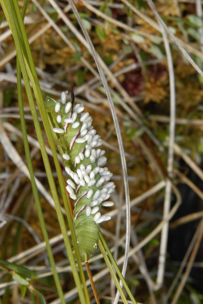 Braconidae