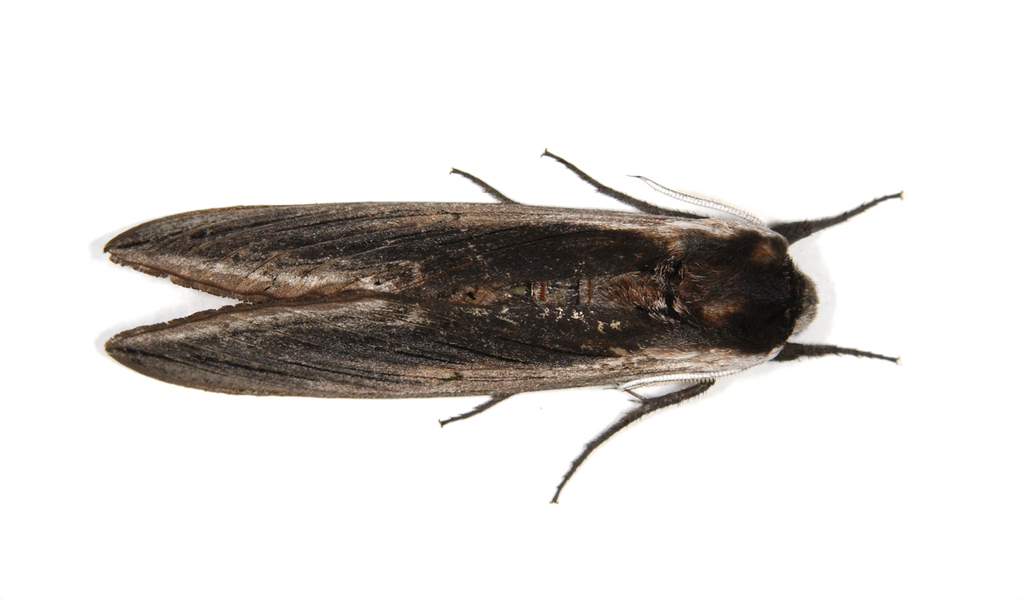 Bombycoidea