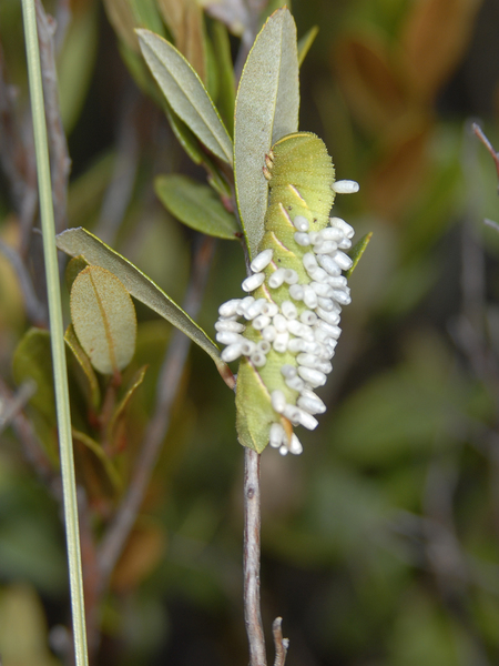 Ichneumonoidea