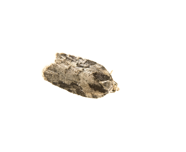 Acleris