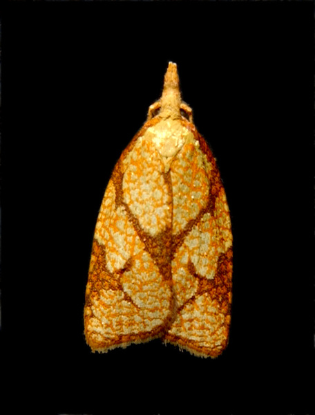 moth5216