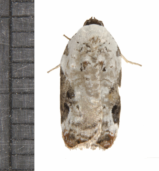 Acleris0114