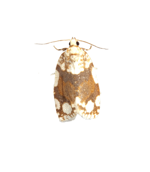 Argyrotaenia8637