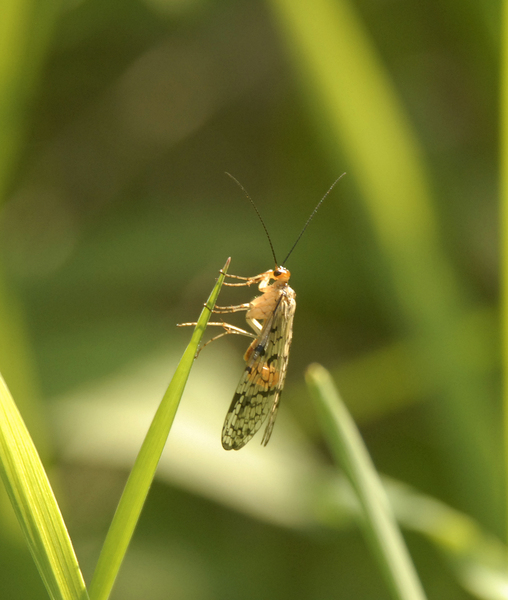 Panorpidae