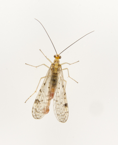 Mecoptera