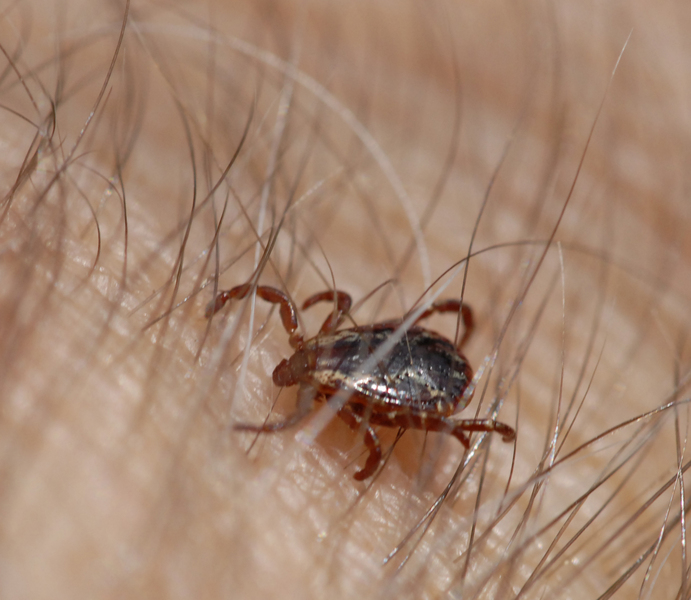 Dermacentor variabilis