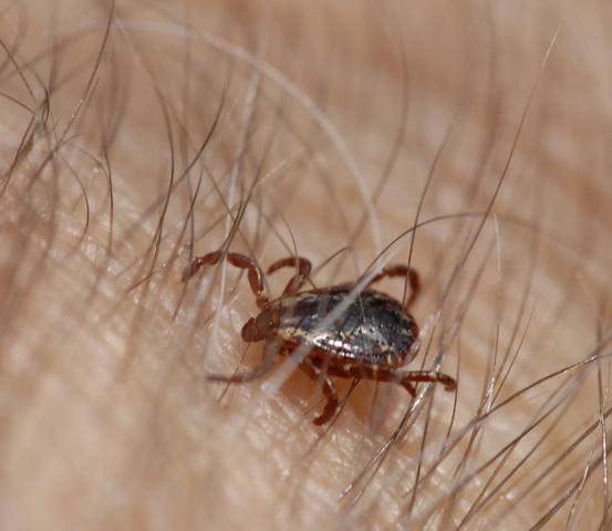 Photo of Dermacentor variabilis