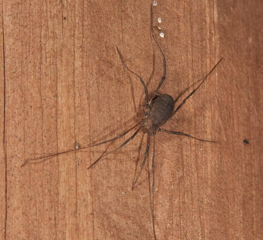 Photo of Opiliones