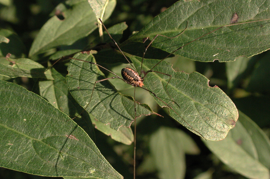 Arachnida