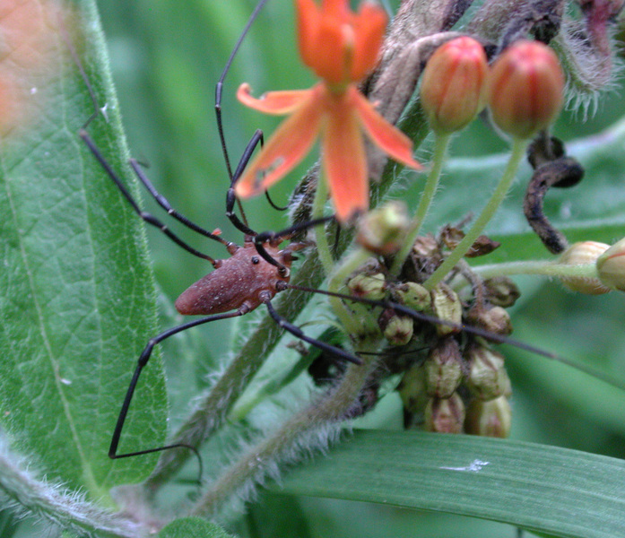 Opiliones