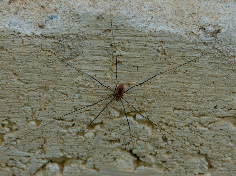 Opiliones