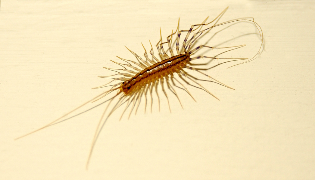 Scutigera coleoptrata