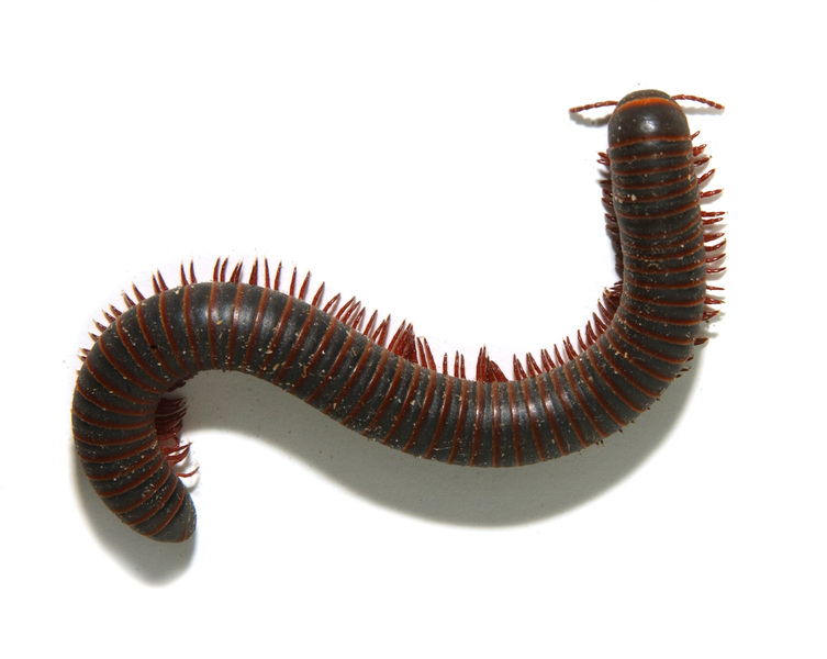 millipede4