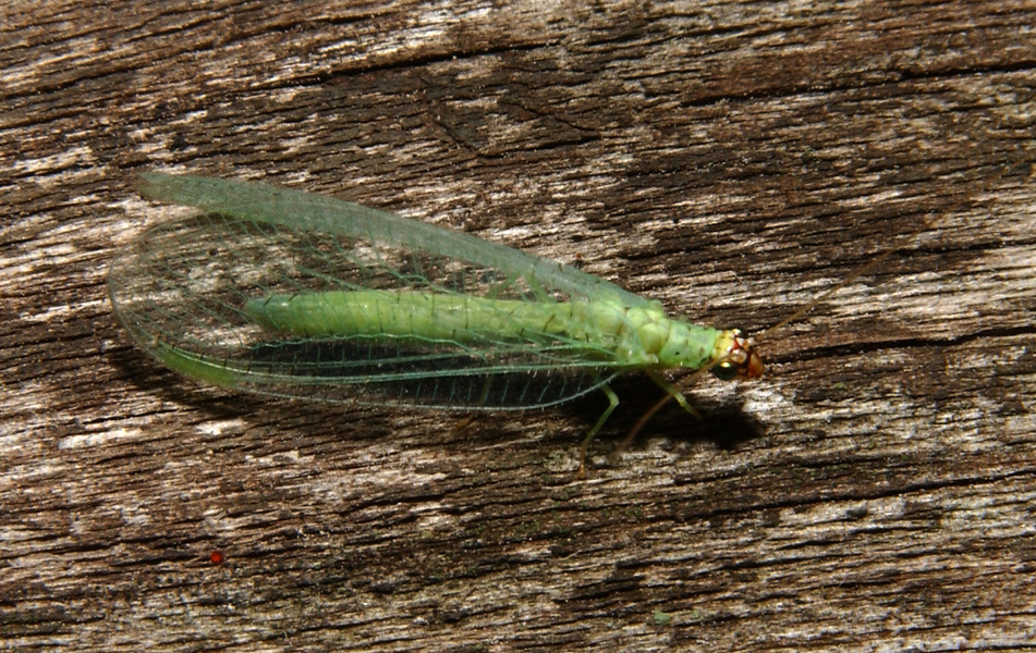 Chrysopidae