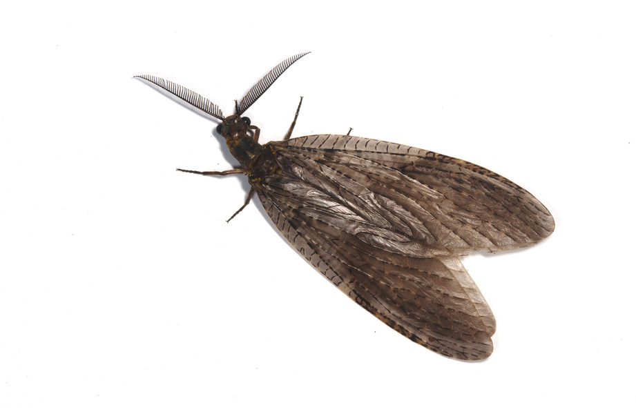 Chauliodes