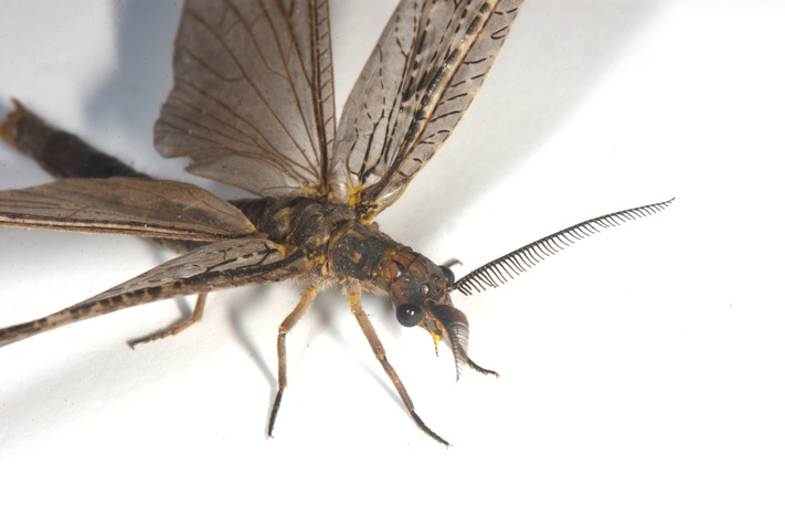 Photo of Chauliodes