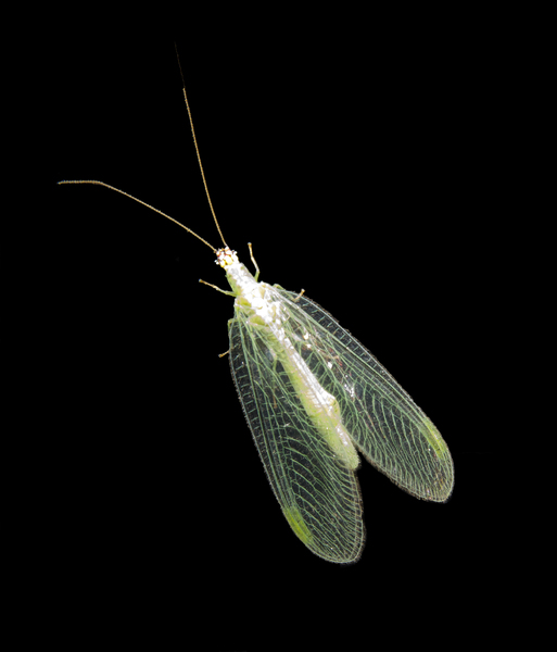 Chrysopidae