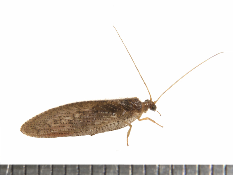 Hemerobiidae