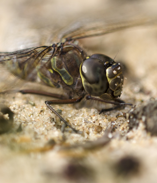 Aeshna canadensis