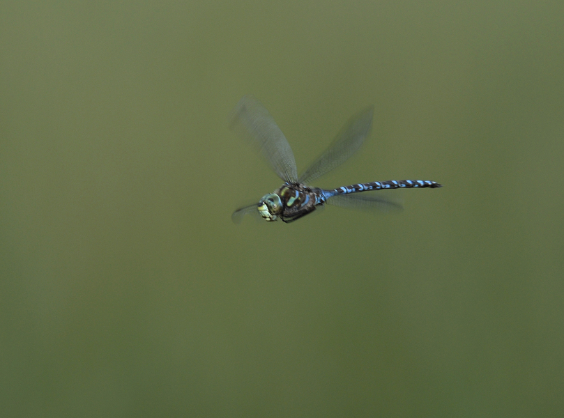 Aeshna_canadensis0040