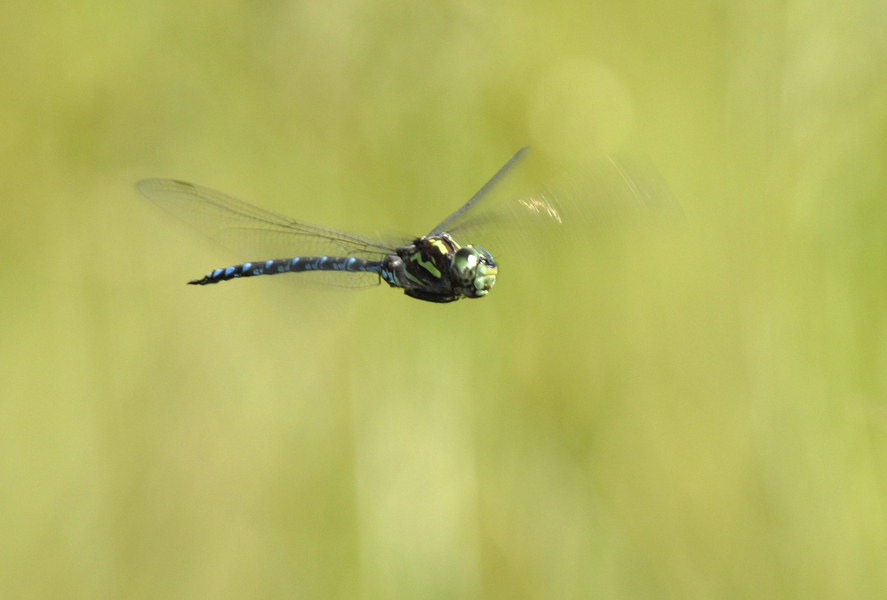 Odonata