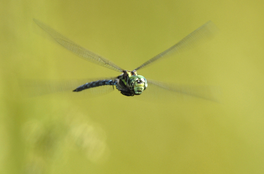 Odonata