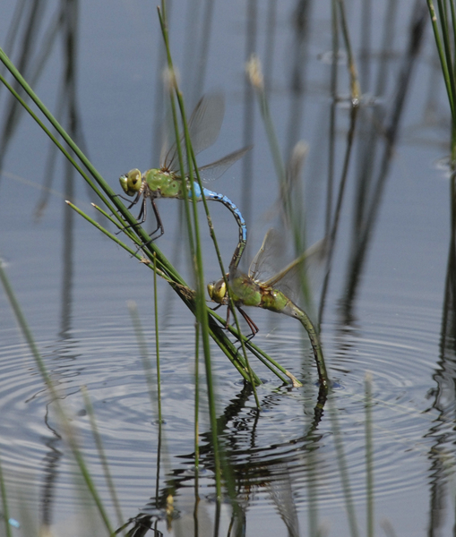 Odonata