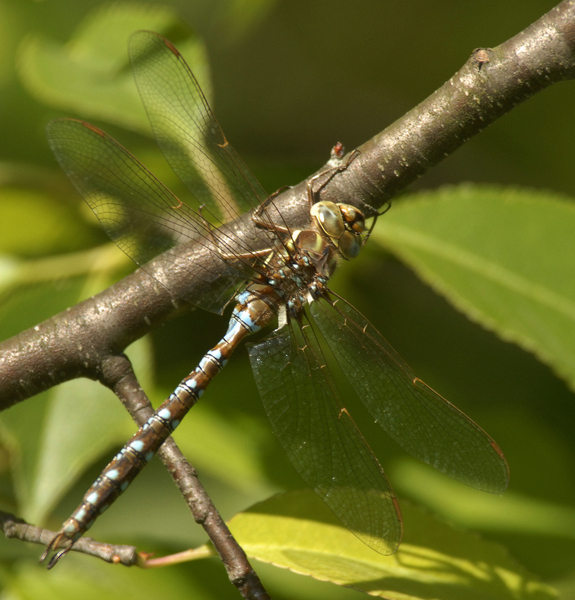 Odonata