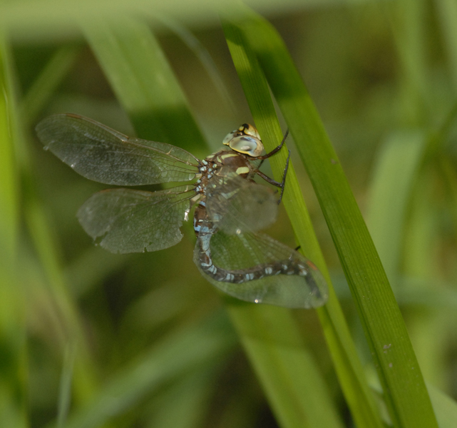 Aeshnidae