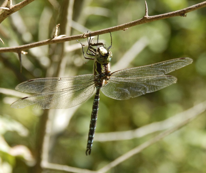 Eumetazoa