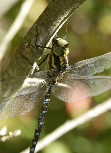 Odonata