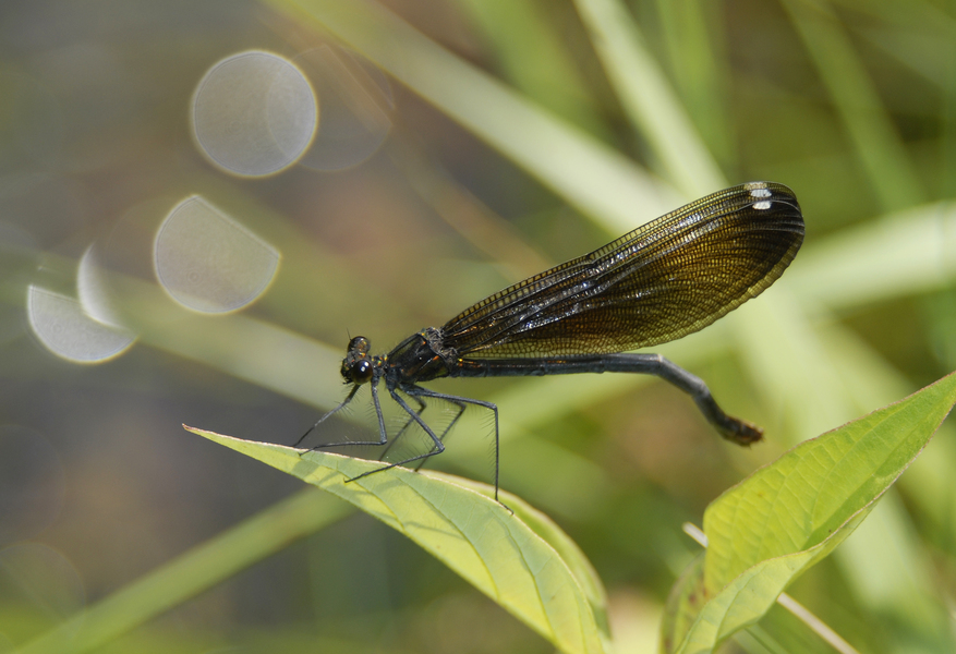 Calopteryx maculata