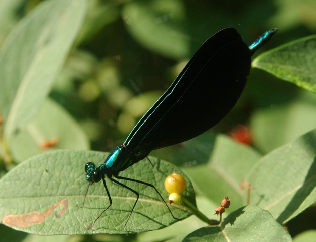 Photo of Calopteryx maculata