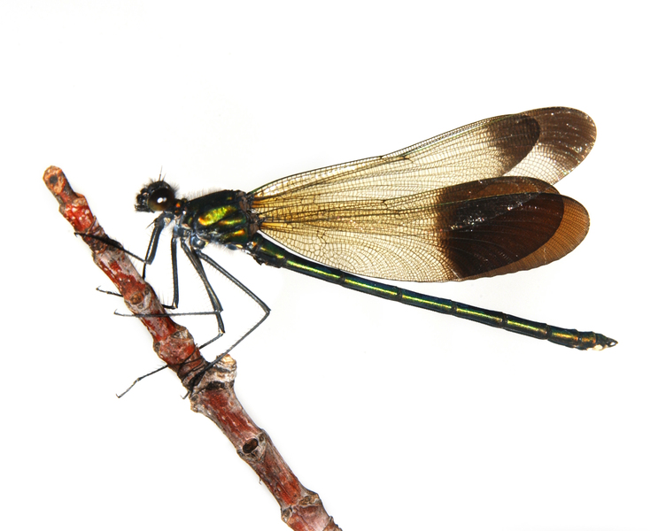 Calopteryx aequabilis