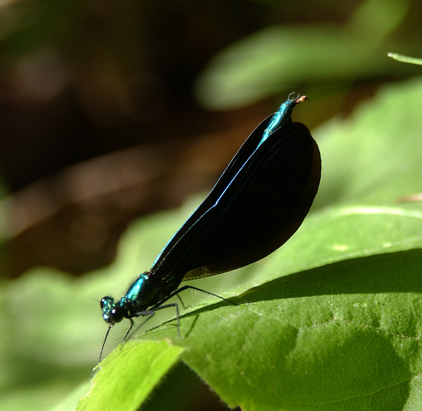 Calopteryx maculata