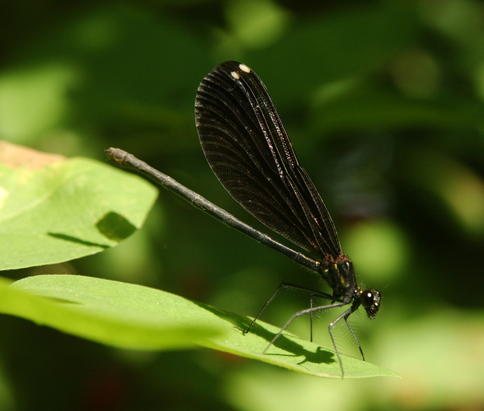 Calopterygidae