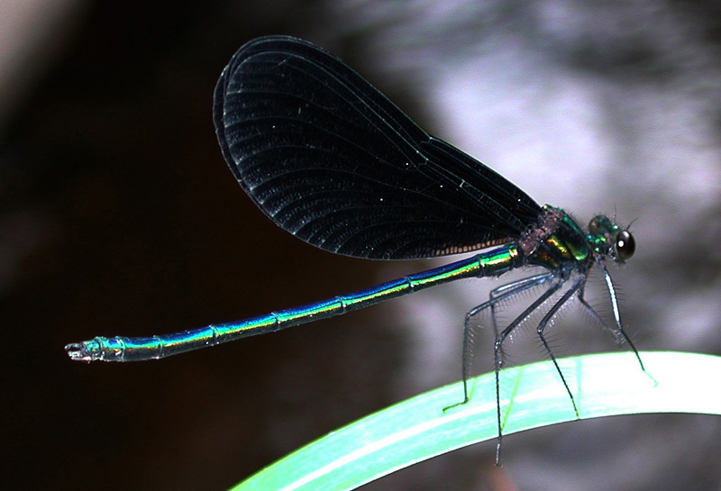 Calopteryx maculata