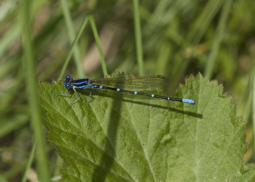 Coenagrionoidea