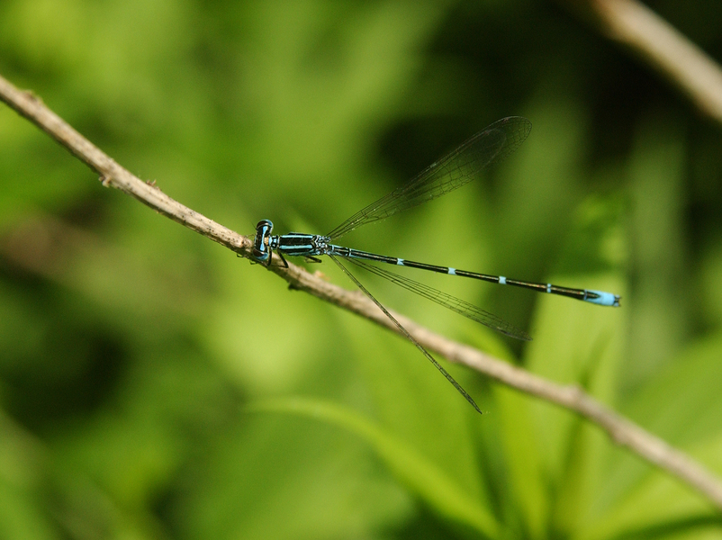 Coenagrionoidea