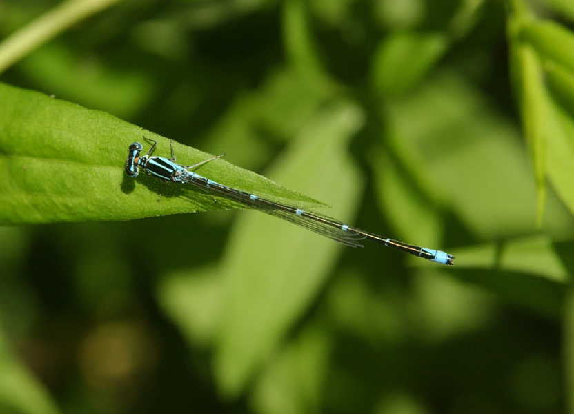 Odonata