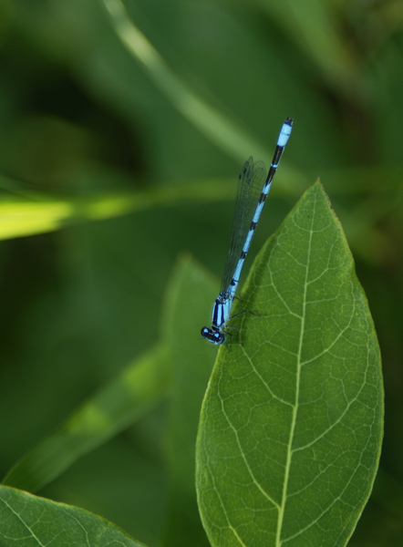 Odonata