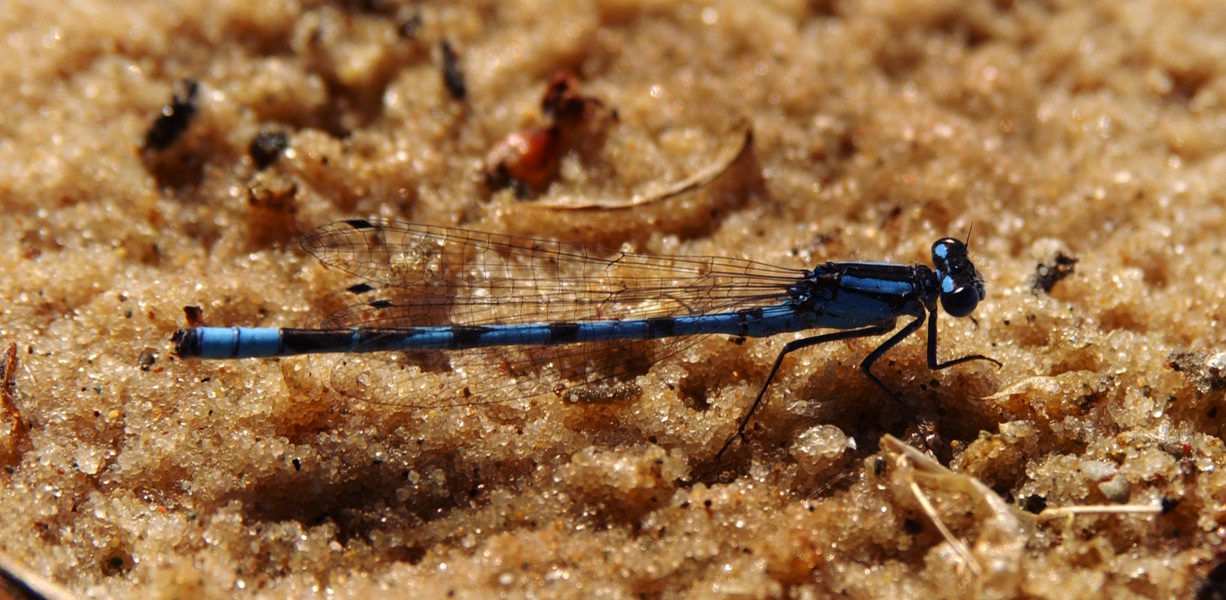 Odonata