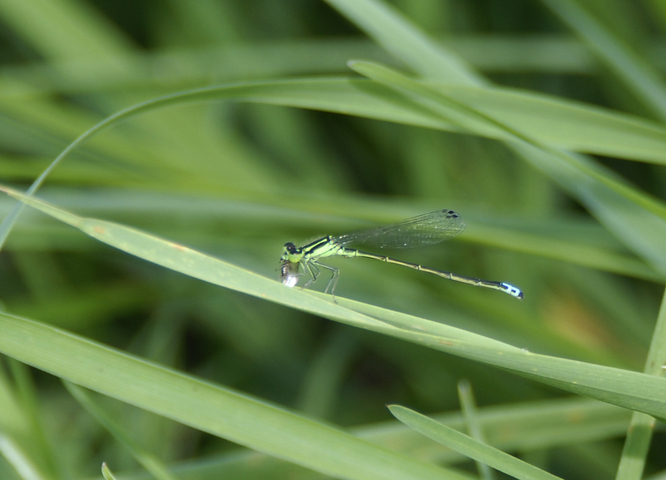 Photo of Ischnura verticalis