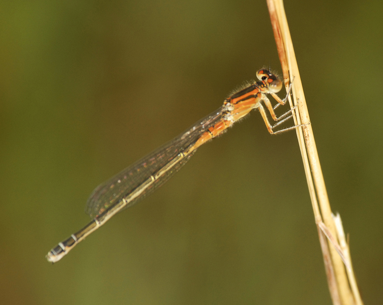 Odonata