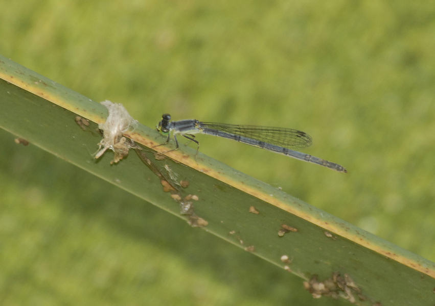 Ischnura verticalis