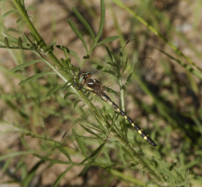 Ecdysozoa