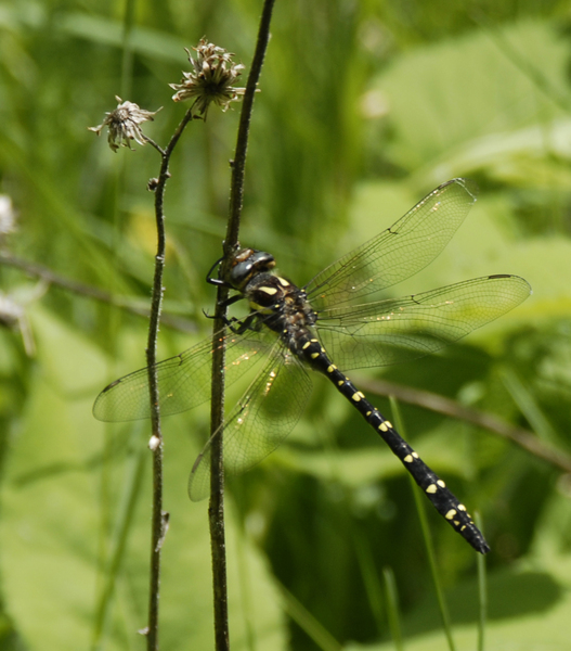 Odonata