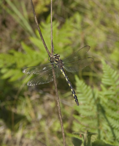 Odonata